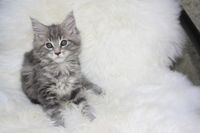 Alex Maine Coon Katze Kitten Oberbayern M&uuml;nchen Starnberg Gilching Maine Coon Zucht Funkelteichs