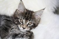 Ali Maine Coon Katze Kitten Oberbayern M&uuml;nchen Starnberg Gilching Maine Coon Zucht Funkelteichs