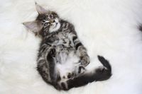 Anabell Maine Coon Katze Kitten Oberbayern M&uuml;nchen Starnberg Gilching Maine Coon Zucht Funkelteichs