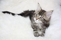 Angelina Maine Coon Katze Kitten Oberbayern M&uuml;nchen Starnberg Gilching Maine Coon Zucht Funkelteichs