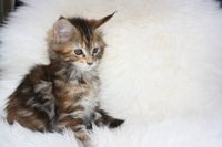 Ashley Maine Coon Katze Kitten Oberbayern M&uuml;nchen Starnberg Gilching Maine Coon Zucht Funkelteichs