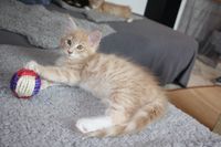 BamBam Maine Coon Katze Kitten Oberbayern M&uuml;nchen Starnberg Gilching Maine Coon Zucht Funkelteichs