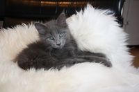 Boje Maine Coon Katze Kitten Oberbayern M&uuml;nchen Starnberg Gilching Maine Coon Zucht Funkelteichs