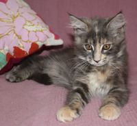 Carlotta Maine Coon Katze Kitten Oberbayern M&uuml;nchen Starnberg Gilching Maine Coon Zucht Funkelteichs