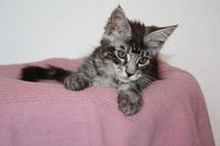 Casimir Maine Coon Katze Kitten Oberbayern M&uuml;nchen Starnberg Gilching Maine Coon Zucht Funkelteichs