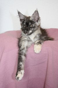 Contessa Maine Coon Katze Kitten Oberbayern M&uuml;nchen Starnberg Gilching Maine Coon Zucht Funkelteichs