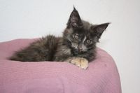 Coralie Maine Coon Katze Kitten Oberbayern M&uuml;nchen Starnberg Gilching Maine Coon Zucht Funkelteichs