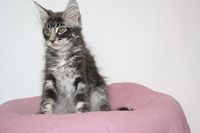 Cosimo Maine Coon Katze Kitten Oberbayern M&uuml;nchen Starnberg Gilching Maine Coon Zucht Funkelteichs