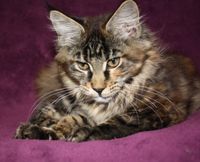 Despina Maine Coon Katze Kitten Oberbayern M&uuml;nchen Starnberg Gilching Maine Coon Zucht Funkelteichs