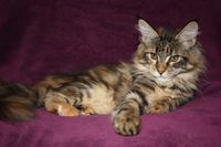 Dilayla Maine Coon Katze Kitten Oberbayern M&uuml;nchen Starnberg Gilching Maine Coon Zucht Funkelteichs