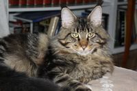 Dr.Watson Maine Coon Katze Kitten Oberbayern M&uuml;nchen Starnberg Gilching Maine Coon Zucht Funkelteichs