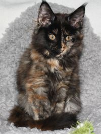 Dream Molly Maine Coon Katze Kitten Oberbayern M&uuml;nchen Starnberg Gilching Maine Coon Zucht Funkelteichs