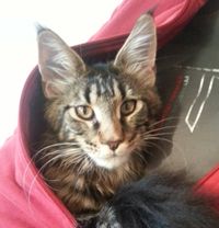 Estella Maine Coon Katze Kitten Oberbayern M&uuml;nchen Starnberg Gilching Maine Coon Zucht Funkelteichs