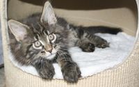 Fantasy Maine Coon Katze Kitten Oberbayern M&uuml;nchen Starnberg Gilching Maine Coon Zucht Funkelteichs