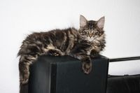 Felipe Maine Coon Katze Kitten Oberbayern M&uuml;nchen Starnberg Gilching Maine Coon Zucht Funkelteichs