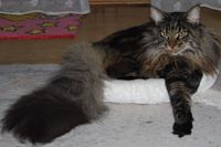 Filius Maine Coon Katze Kitten Oberbayern M&uuml;nchen Starnberg Gilching Maine Coon Zucht Funkelteichs