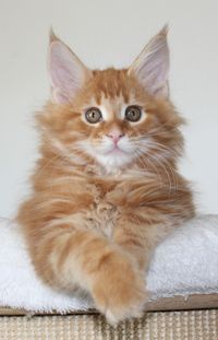 Franklin Maine Coon Katze Kitten Oberbayern M&uuml;nchen Starnberg Gilching Maine Coon Zucht Funkelteichs