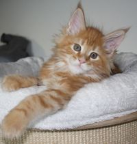 Frederick Maine Coon Katze Kitten Oberbayern M&uuml;nchen Starnberg Gilching Maine Coon Zucht Funkelteichs