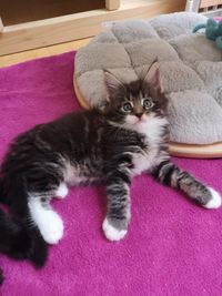 Funkelteichs Maine Coon Kater Valentino 7,5Wo M&uuml;nchen Oberbayern Gilching Starnberg Maine Coon Zucht Funkelteichs M&uuml;nchen Oberbayern Gilching Starnberg