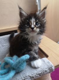 Funkelteichs Maine Coon Kater Vito black tabby white 6,5wo 2 geb16Juni2020 Maine Coon Zucht Funkelteichs Maine Coon Gilching Starnberg Bayern Oberbayern M&uuml;nchen