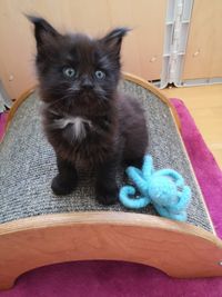 Funkelteichs Maine Coon M&auml;dchen black white 5wo 1 Geb16Jun2020 Maine Coon Zucht Funkelteichs Gilching Starnberg M&uuml;nchen Oberbayern Bayern