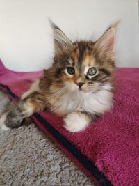 Funkelteichs Maine Coon Wendy8.5Wochen Wurf W Augsut 2021Maine Coon Zucht Funkelteichs Gilching Starnberg M&uuml;nchen Bayern Oberbayern