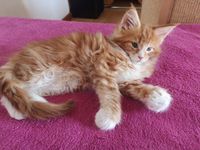 Funkelteichs Wotan WWurf geb10Aug21Wotan8.5WoaFunkelteichs Maine Coon Zucht Gilching Starnberg M&uuml;nchen Oberbayern Bayern.html