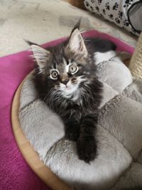 Maine Coon K&auml;tzchen Tiffany 9 wo Bayern M&uuml;nchen Starnberg Gilching Zucht Funkelteichs