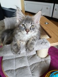 Maine Coon K&auml;tzchen Tilda14Wo1 T-Wurf Maine Coon Bayern M&uuml;nchen Starnberg Gilching Zucht Funkelteichs