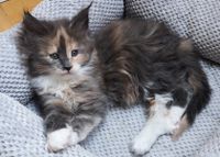 Maine Coon Kitten M&auml;dchen Unica Uwurf 7,5 Wo c 1070g Funkelteichs Maine Coon Zucht Gilching Starnberg Bayern Oberbayern