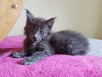 Maine Coon Kitten blue M&auml;dchen 10Wo Oberbayern M&uuml;nchen Starnberg Gilching Funkelteichs1