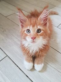 Maine Coon Kitten red tby w kl Oberbayern M&uuml;nchen Starnberg Gilching Funkelteichs 10Wo