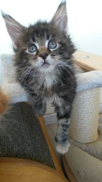 Maine Coon Kitten torbie M&auml;dchen Oberbayern M&uuml;nchen Starnberg Gilching Funkelteichs 7Wo3