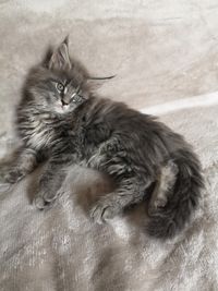 Maine Coon M&auml;dchen Ulrika Elleonore blue tabby Uwurf 8,5Wo Funkelteichs Ulrika 1,5kg Maine Coon Zucht Gilching Starnberg Bayern Oberbayern M&uuml;nchen